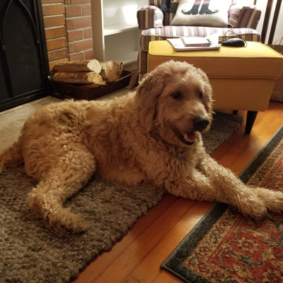 Ajax the Labradoodle relaxing in front of the fire place