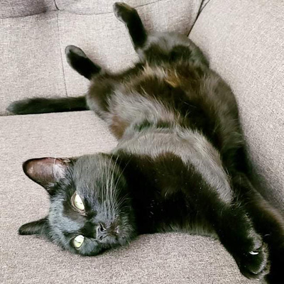 Ava, a black cat, stretching on the couch