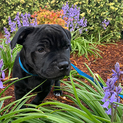 Juno the Pitbull sniffing flowers in a garden