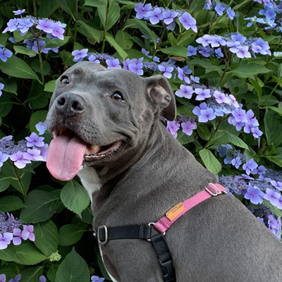 Mila the Pitbull smiling in front of a flower bush