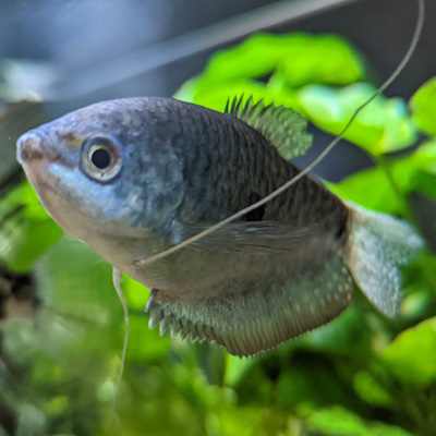 Mr. Blue Sky the fish swimming in his aquarium