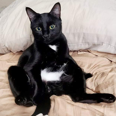 Noodle, a black cat, sitting awkwardly on the bed