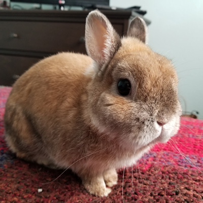 Obi, a rabbit, sitting on a bed