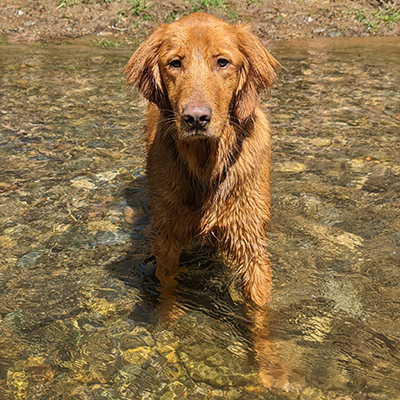 River the Golden Retriever standing in a river